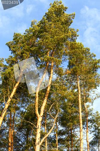 Image of photographed the tops of pines