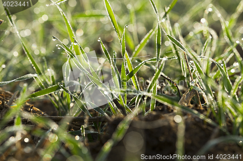 Image of young grass plants, close-up