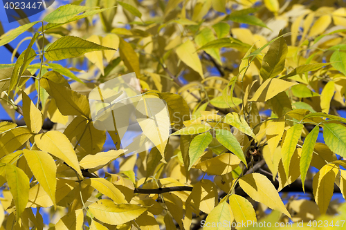 Image of yellowing leaves on the trees