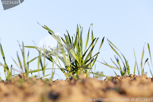 Image of young grass plants, close-up