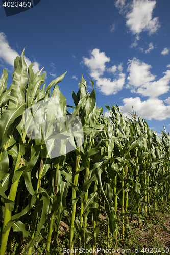 Image of Corn field, summer