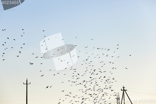 Image of birds flying in the sky