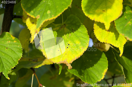 Image of yellowing foliage linden