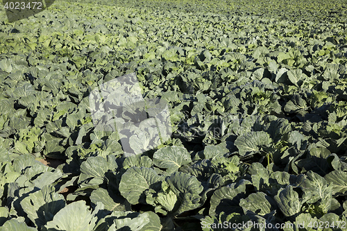 Image of Field of cabbage, spring