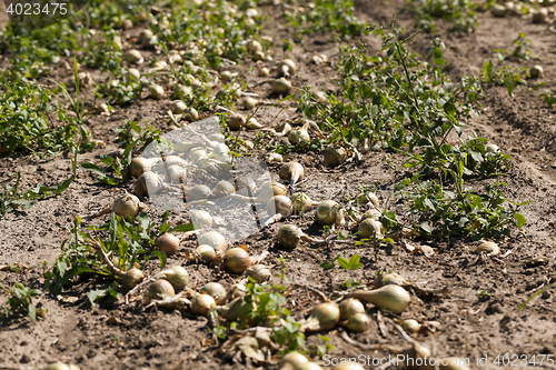 Image of Harvesting onion field