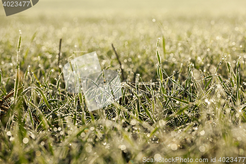 Image of young grass plants, close-up