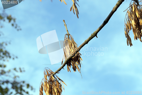 Image of autumn in the park