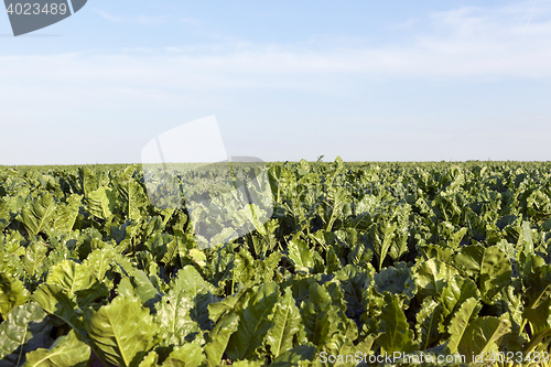 Image of Field with sugar beet