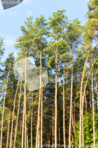 Image of photographed the tops of pines