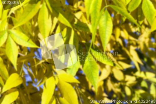 Image of autumn in the park