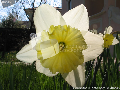 Image of Spring flower