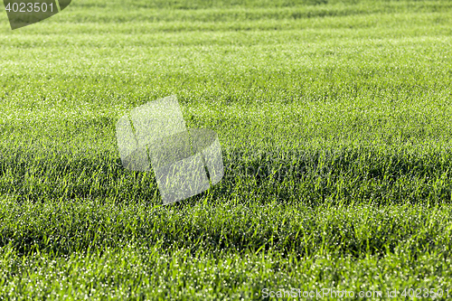 Image of young grass plants, close-up