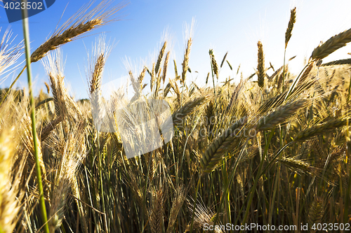Image of Field of cereal in the summer