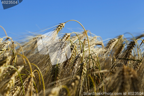 Image of agricultural field with cereal