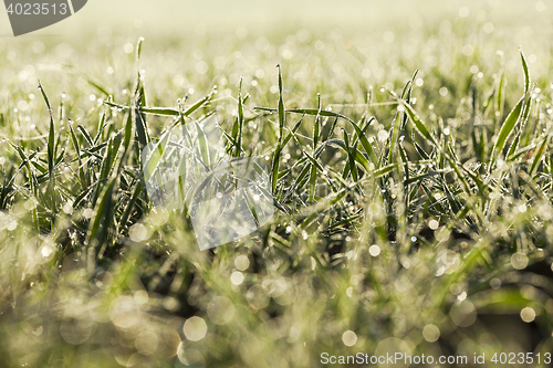 Image of young grass plants, close-up