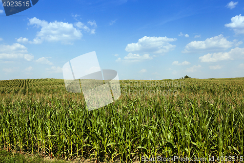 Image of Corn field, summer