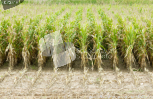 Image of collection corn crop, close-up