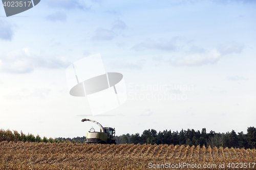 Image of harvested mature corn