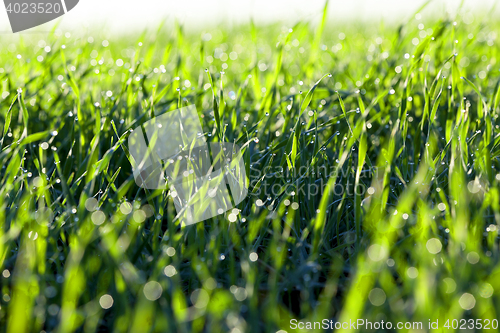 Image of young grass plants, close-up