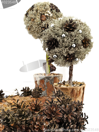 Image of Decorative Trees 