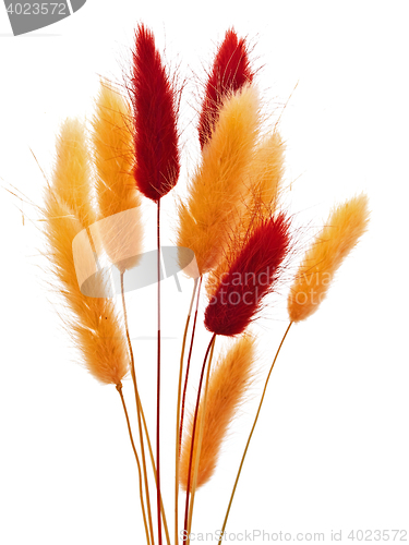 Image of Dry Flowers 