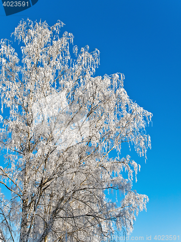 Image of Frozen Tree