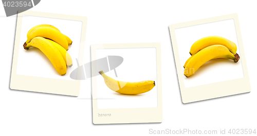 Image of Banana Photos