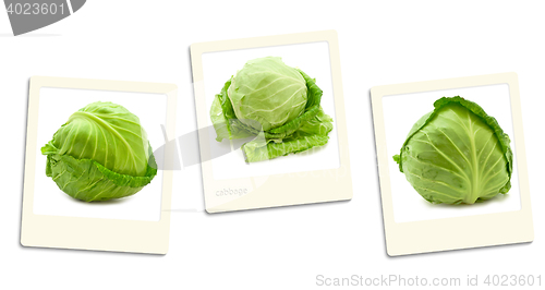 Image of Cabbage Photos