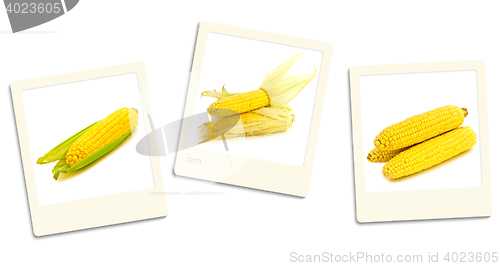 Image of Corn Photos