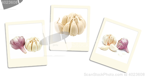 Image of Garlic Photos