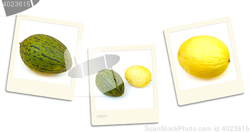 Image of Melon Photos