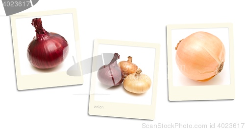 Image of Onion Photos