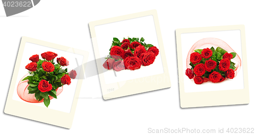 Image of Roses Photos