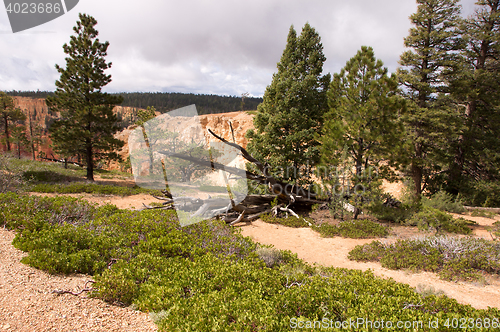 Image of Bryce Canyon, Utah, USA