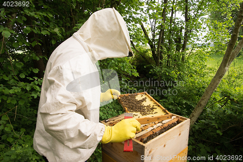 Image of Beekeeper