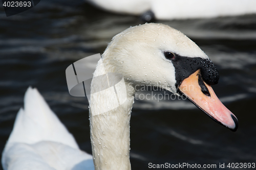 Image of Swan (Cygnini)