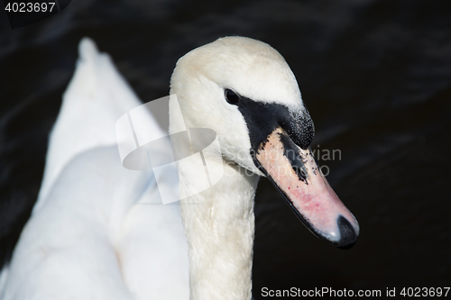 Image of Swan (Cygnini)