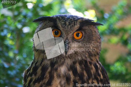 Image of Eagle-Owl (Bubo Bubo)