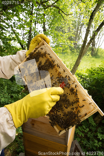 Image of Beekeeper