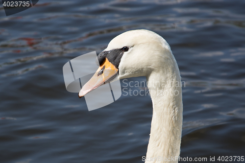 Image of Swan (Cygnini)