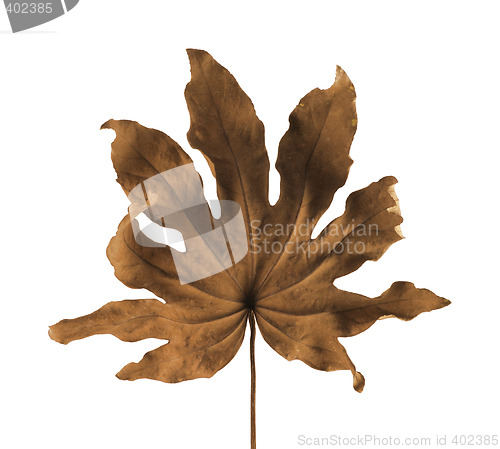 Image of Dry Leaf