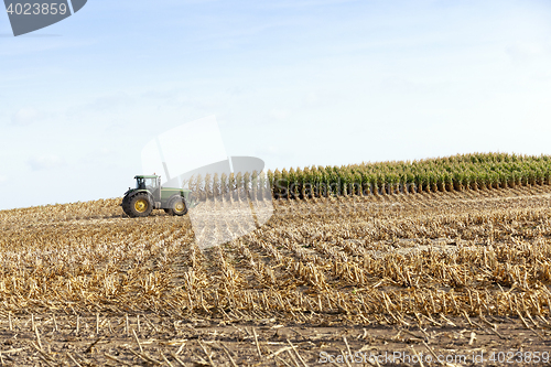 Image of harvested mature corn