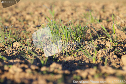 Image of young grass plants, close-up