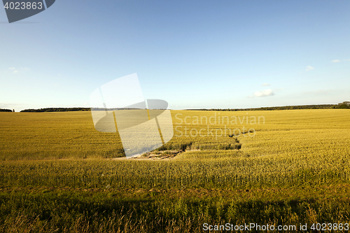 Image of agriculture grass grows