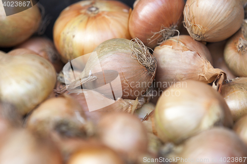 Image of onion harvest photographed