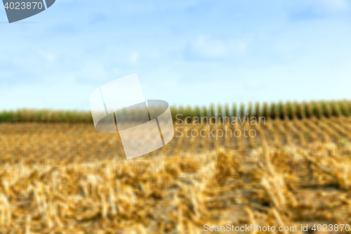 Image of harvesting corn , defocus