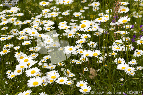 Image of white daisy flowers.