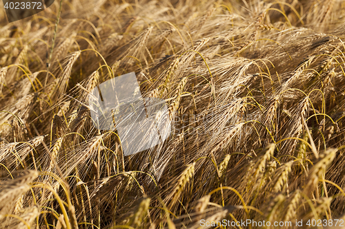 Image of Field of cereal in the summer
