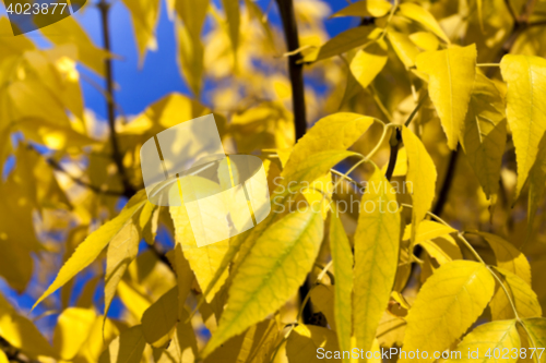 Image of autumn in the park