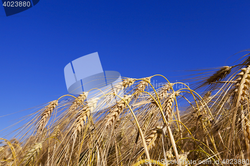 Image of Field of cereal in the summer